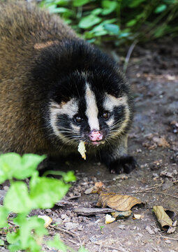 A front shot of a civet chewing on an apple
