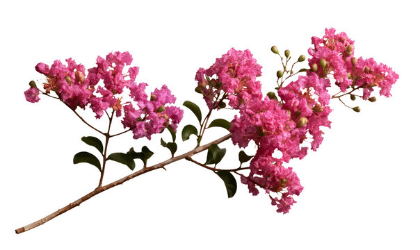 Pink Crepe Myrtle Flowering Branch Isolated