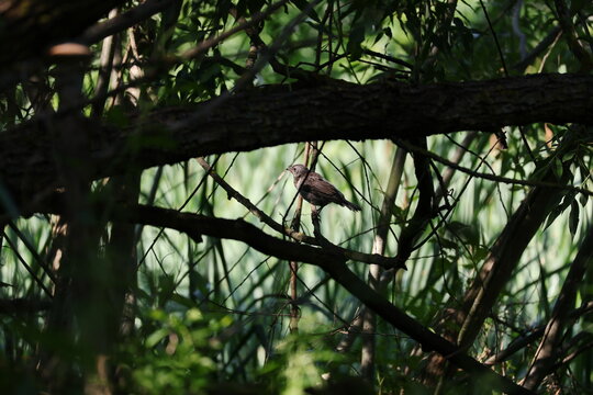 Juvenile Fieldfare Turdus pilaris hidden among branches