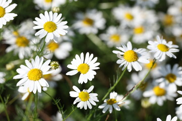 Fototapeta premium German Chamomile Matricaria chamomilla growing naturally in a sunny meadow