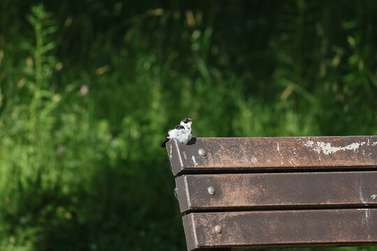 Collared Flycatcher singing with open beak on a park bench, Ficedula albicollis