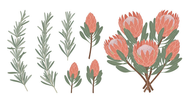Exotic African Protea Flowers and Aromatic Rosemary Branches Vector Illustration Set, Perfect for Floral Designs and Nature-Inspired Graphics