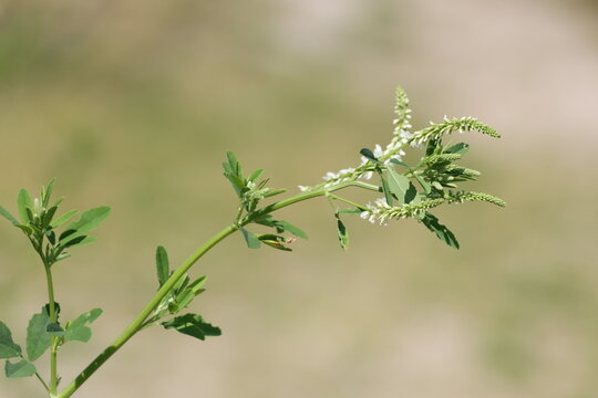 White Sweet Clover flowering branch against a softly blurred green summer background, Melilotus albus