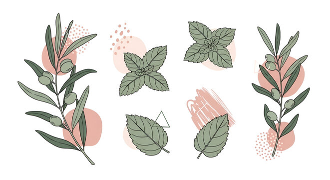 Hand drawn botanical illustration set of olive branches and fresh mint leaves with abstract pink shapes and dots for design background