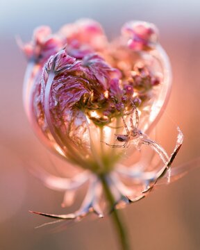 Folded wild carrot umbel with a tiny spider building a web, glowing in golden autumn light for nature publishers and garden brands