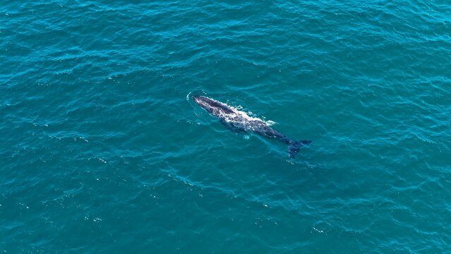 Aerial view of a humpback whale swimming through the deep blue ocean waters off the coast of Coolangatta, Queensland, Australia.