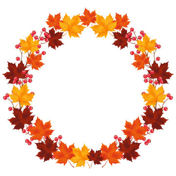 Autumn maple leaf wreath frame with colorful yellow orange and deep red foliage, red berry branches and clean white center, elegant seasonal botanical border for Thanksgiving invitations, cards 