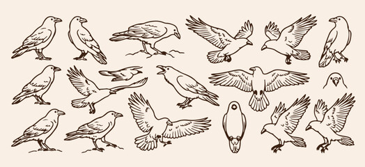 Obraz premium wild birds of prey wildlife sketches, hand drawn eagle and raven line art, flying hawk and owl animal pattern, engraved predator birds flight doodles, vintage woodland avian creature drawings, hunting