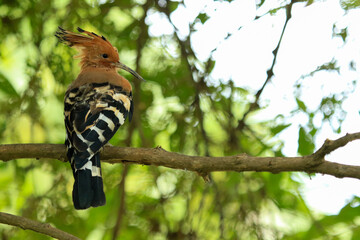 Eurasian Hoopoe Bird Perched on Tree Branch in Natural Green Background © Sigma s