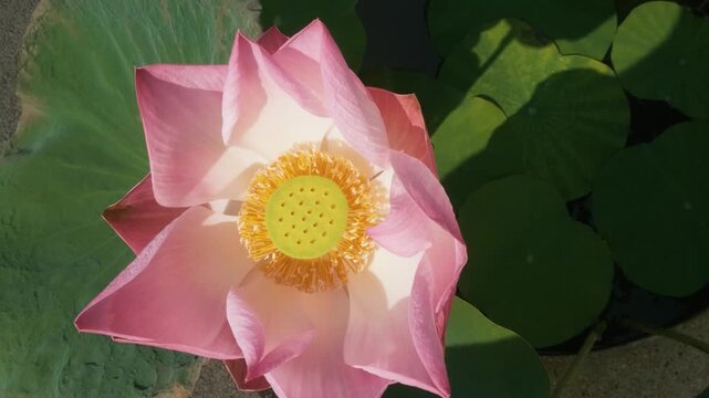 Pink sacred lotus Nelumbo nucifera surrounded by large green leaves blooming in tropical garden, Thailand. Top view. Floral detail, aquatic botany, tropical flora, natural pattern, nature background
