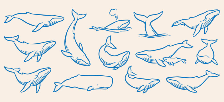 humpback whale marine ocean pattern, wild blue whale swimming sketches, hand drawn marine mammal line art, vintage ocean wildlife sea animal drawings, oceanic sea life whale tail doodles, aquatic ocea