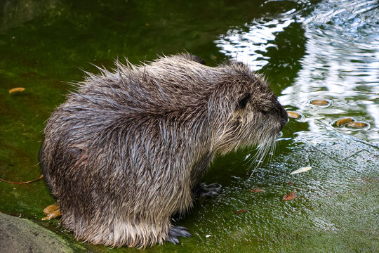 Nutria by the Water's Edge in Natural Habitat for Wildlife Photography and Conservation Design