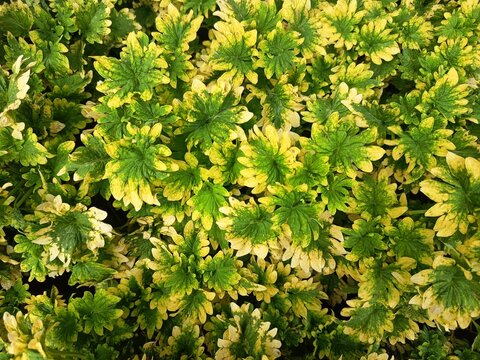 Variegated coleus plant leaves Coleus scutellarioides displaying yellow and green foliage texture in flat lay view.