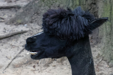 Fototapeta premium Close-up Portrait of a Black Alpaca in Natural Habitat for Animal Photography and Wildlife Enthusiasts