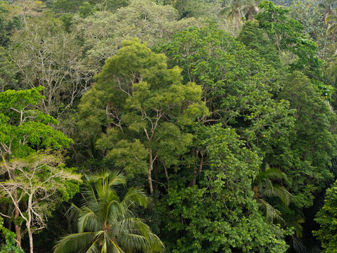 Aerial view of the lush tropical forest canopy at Subak Piak with dense foliage, palm trees, and diverse greenery in Penebel, Bali, Indonesia.