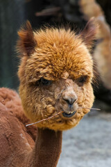 Fototapeta premium Adorable Alpaca Close-Up with Fluffy Brown Fur for Animal Portraits and Nature Themes