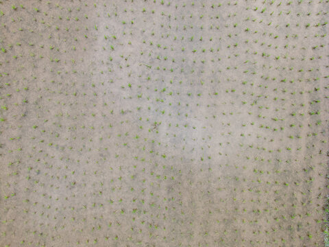 Aerial view of Subak Piak rice paddy with young seedlings planted in rows in the fertile landscape of Penebel, Bali, Indonesia.