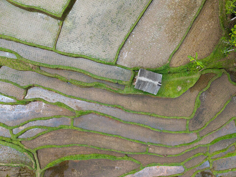 Aerial view of Subak Piak rice terraces with lush green embankments and a small wooden hut in Penebel, Bali, Indonesia.