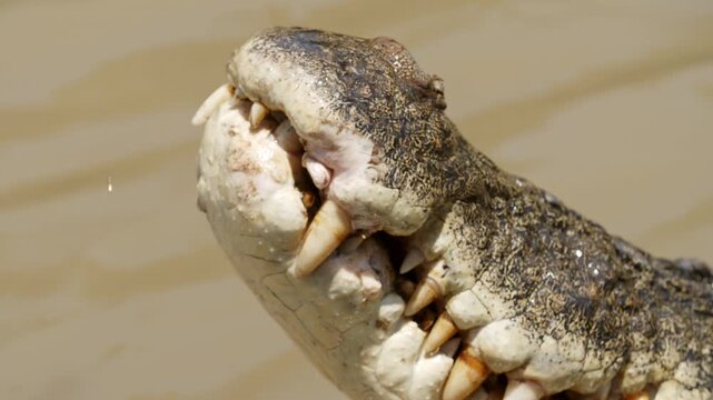 Slow-motion close-up of a saltwater crocodile&rsquo;s open jaws, revealing its large, sharp teeth, in the muddy waters of the Adelaide River, Australia.