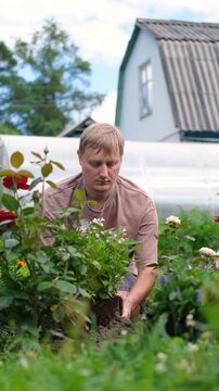 Man planting Salvia nemorosa beside roses in a home garden showing a classic companion planting combination for a colorful border