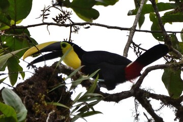 A vibrant yellow-throated toucan stretching forward on a mossy branch inside the dense jungle canopy at Hacienda San Vicente, Mindo, Ecuador © Christian