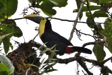 An upright yellow-throated toucan perched proudly among dense green leaves at Hacienda San Vicente, Mindo, Ecuador © Christian