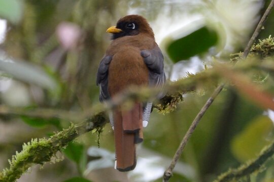 A female masked trogon perched on a mossy branch with its head turned inside the cloud forest of Hacienda San Vicente, Mindo, Ecuador