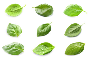 Obraz premium Fresh basil leaves, healthy organic food and culinary herb collection, aromatic green seasoning for cooking and nutrition isolated on white background