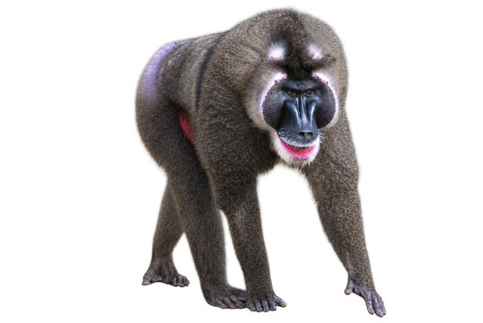 Studio Portrait of a Drill Monkey (Mandrillus leucophaeus) Isolated on White