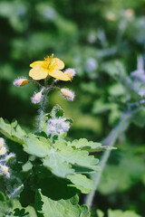 Greater celandine with yellow petals and deeply lobed leaves © Дмитро Ганжеєв