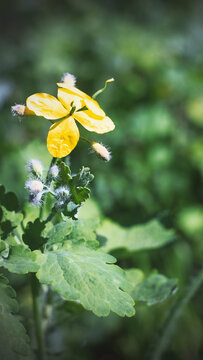 Greater celandine displaying four yellow petals above its lobed foliage
