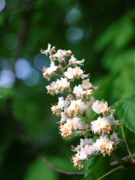 Horse chestnut flowers form a delicate candle above broad green leaves