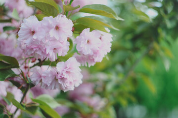 Pale sakura clusters drift along a leafy branch into spring green © Дмитро Ганжеєв