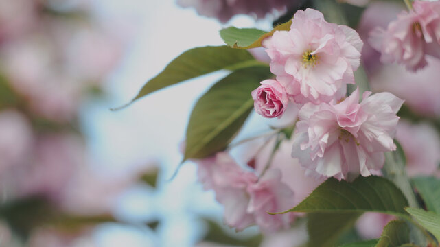 A pink bud nestles between two open cherry blossoms