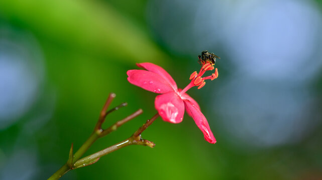 Stingless bee pollinating a red jatropha flower, collecting nectar from its stamens against a soft green bokeh background