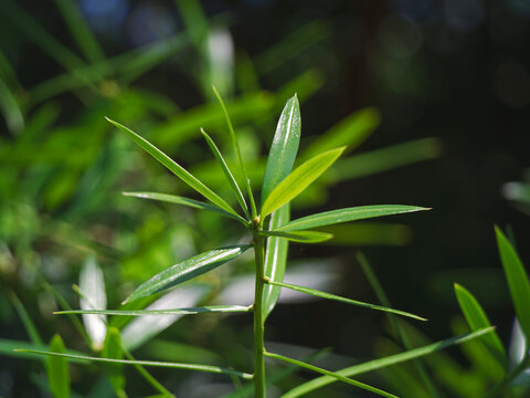 Fresh green podocarpus macrophyllus leaves growing in sunny garden