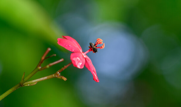 Stingless bee pollinating a red jatropha flower, collecting nectar from its stamens against a soft green bokeh background