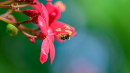 Stingless bee pollinating a red flower, collecting nectar from its stamens against a soft green bokeh background © nilanka