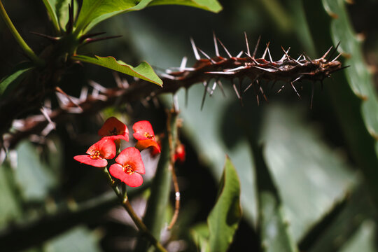 Vibrant red euphorbia milii flowers blooming on slender green stem