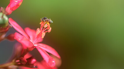 Close-up macro of a Stingless bee pollinating a red flower. Bee collecting nectar from its stamens against a soft green bokeh background © nilanka