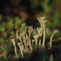FUNGI AND LICHENS - Trumpet lichen in a forest clearing  © Wojciech Wrzesień