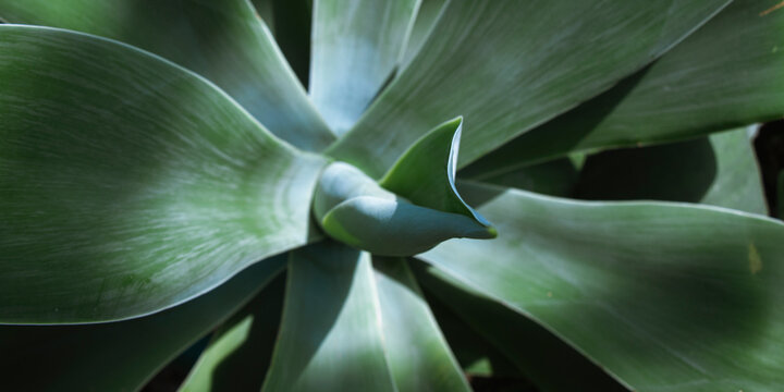 Sculpted agave leaves unfold in a cool green spiral