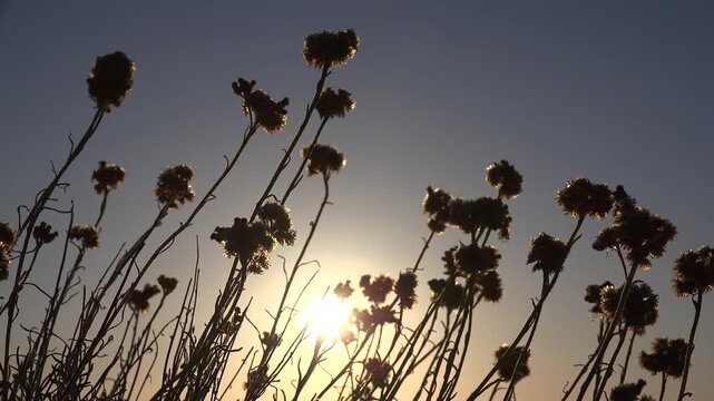 Desert Wild Flowers, Sunset Landscape on Coastline, Arid Plants on Seashore 4K