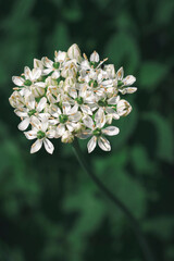 Delicate white allium blooms create a striking round pattern  © Дмитро Ганжеєв