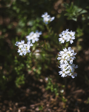Tiny white saxifrage flowers bloom among dark green cushion foliage 