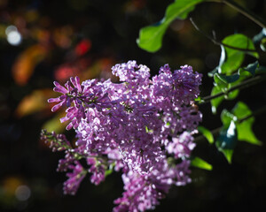 Sunlit lilac clusters glow in shades of lavender and silver © Дмитро Ганжеєв