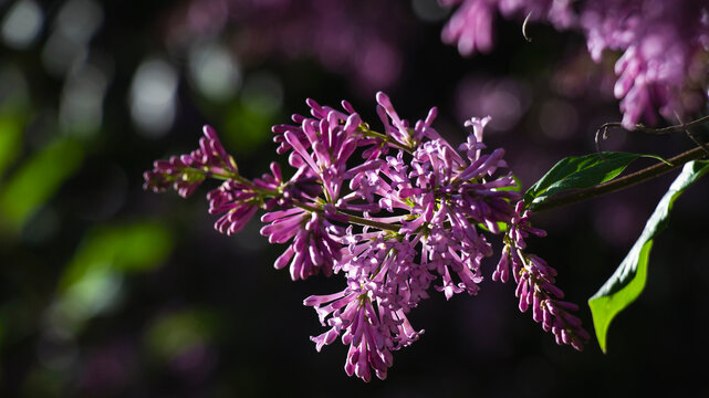 Pink lilac flowers trail beside a long pointed green leaf