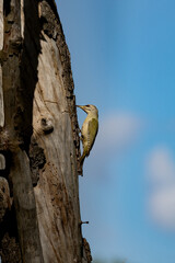 Fototapeta premium Grey-headed Woodpecker on Deadwood – Native Woodpecker Foraging on Dead Tree (Picus canus)
