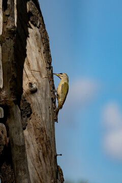 Grey-headed Woodpecker on Deadwood &ndash; Native Woodpecker Foraging on Dead Tree (Picus canus)