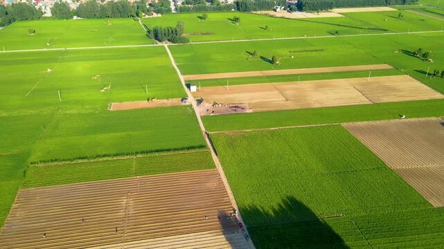 Aerial View of Colorful Rural Farmland with Green Fields and Plowed Strips